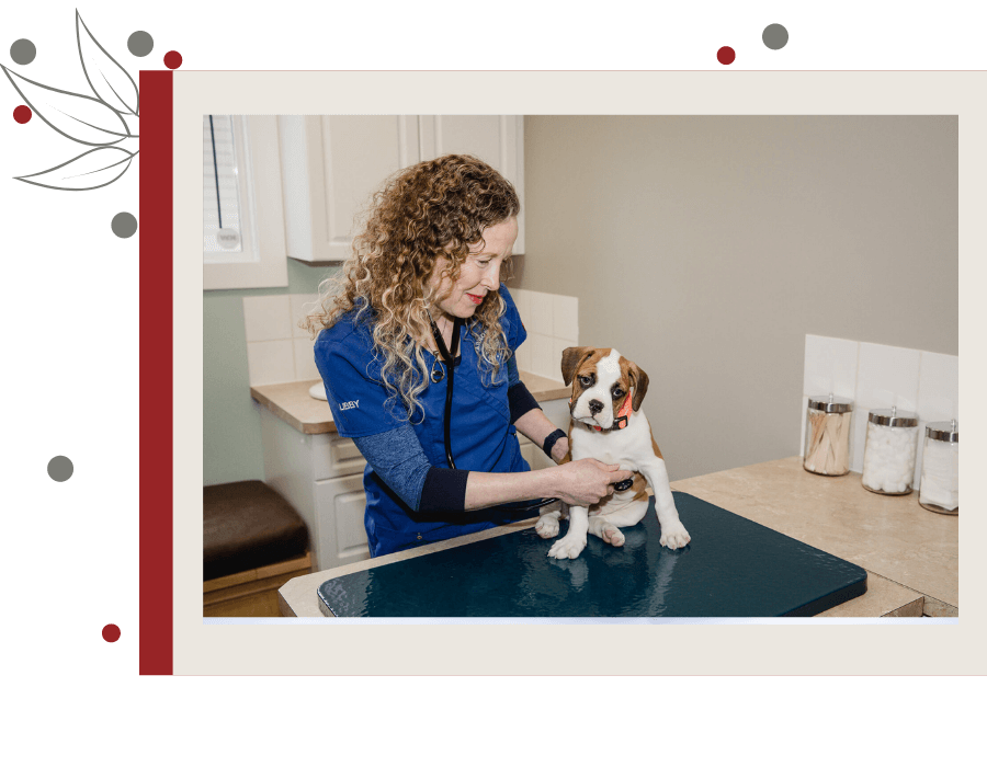 About Arrowhead Veterinary Centre Vet In Cochrane, Alberta