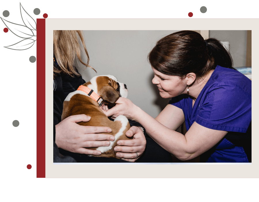 AVC Gallery Vet Clinic In Cochrane, Alberta T4C2E7