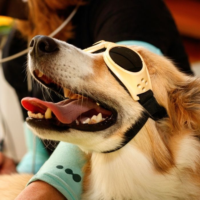 Arrowhead Veterinary Centre - pet laser therapy