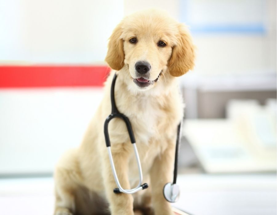 Arrowhead Veterinary Centre - pet services