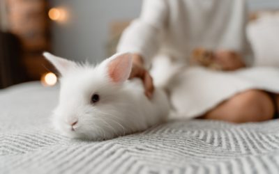What do I need to know about Rabbit Hemorrhagic Disease?